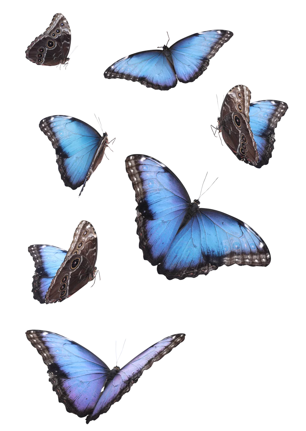Butterflies Isolated